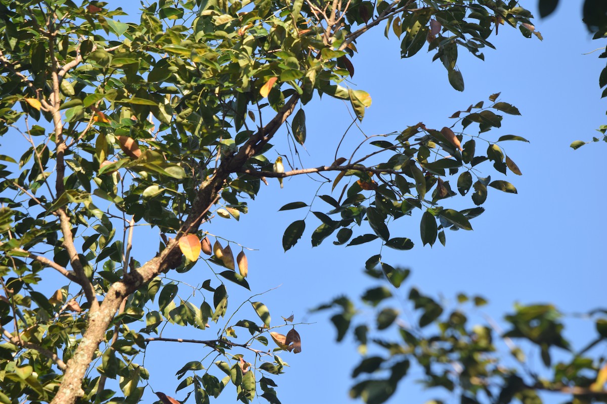 Lowland White-eye - ML134764171