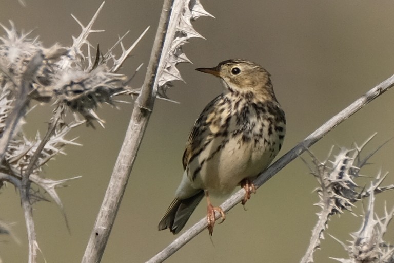 Meadow Pipit - tomer admon