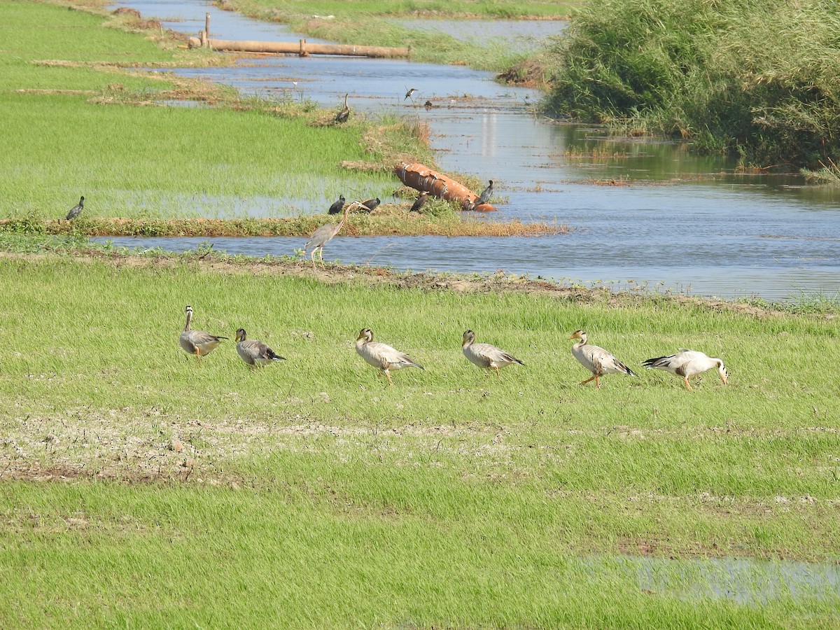 Bar-headed Goose - ML134765181