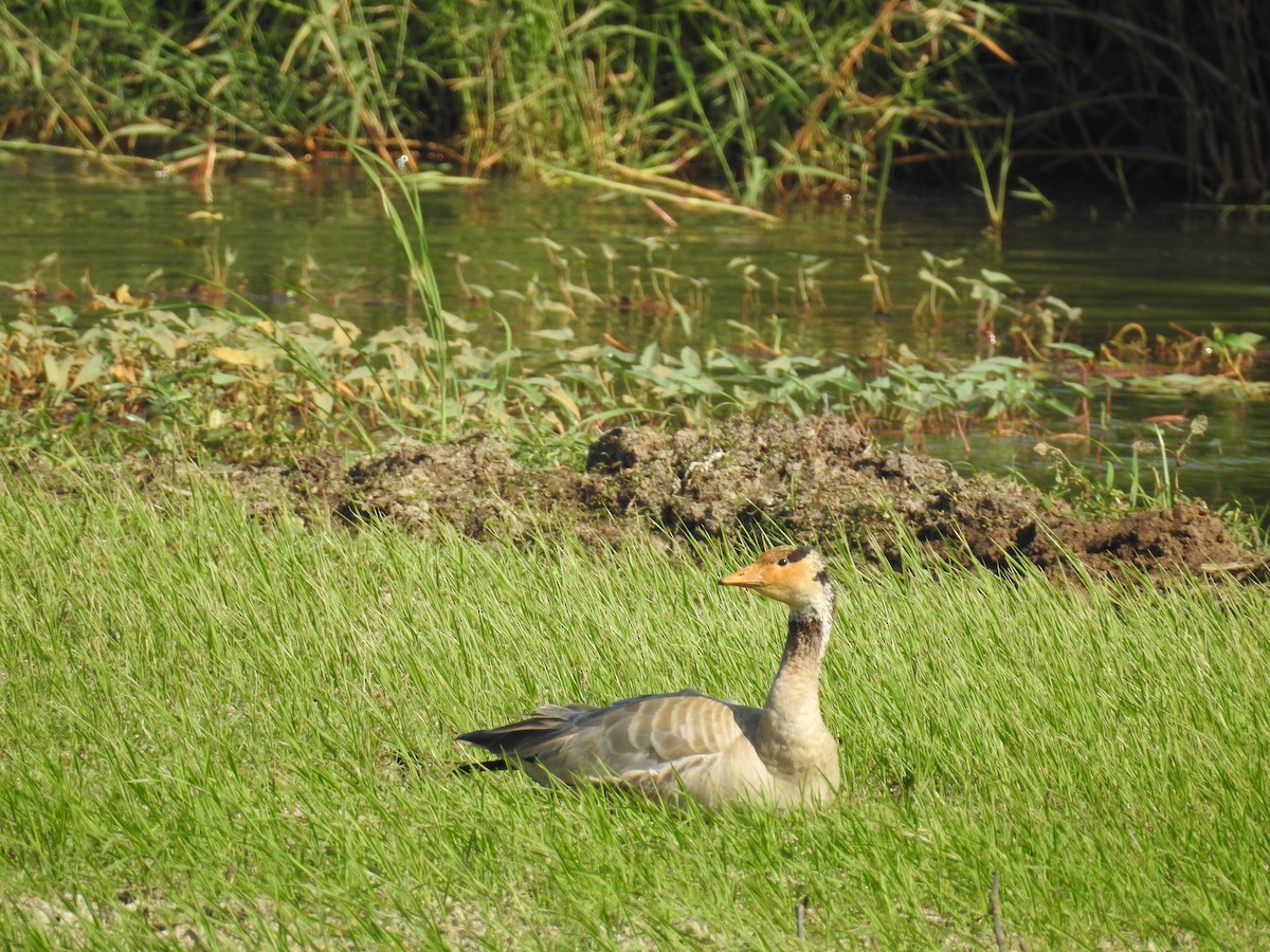 Bar-headed Goose - ML134765271