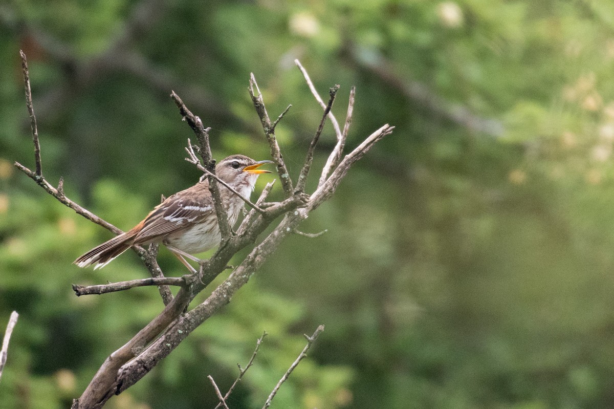 Red-backed Scrub-Robin - Raphaël Nussbaumer