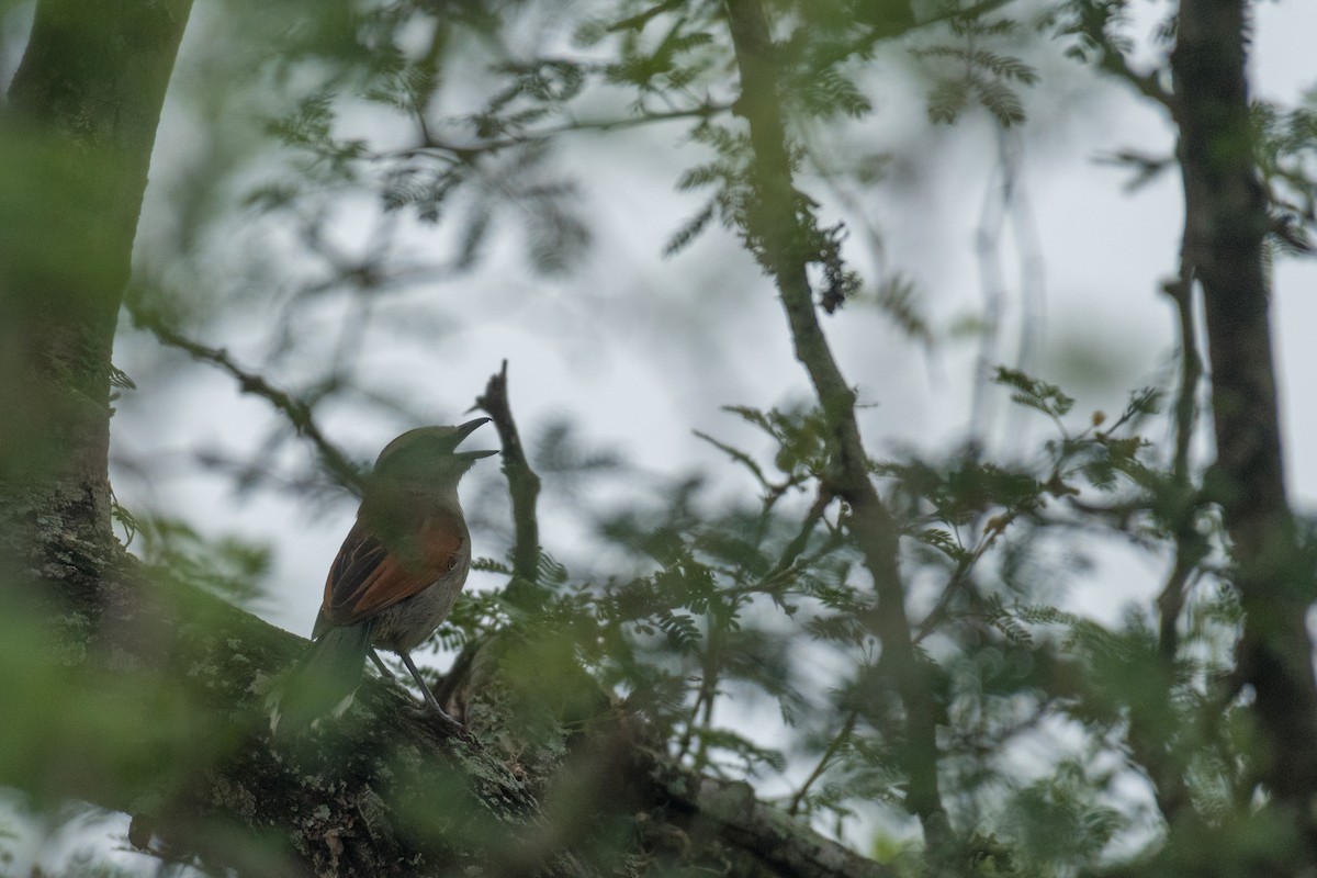 Brown-crowned Tchagra - Raphaël Nussbaumer