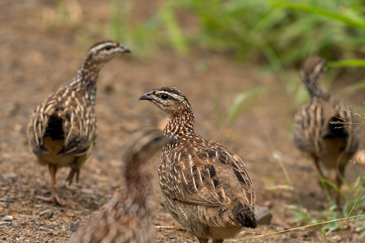 Crested Francolin - ML134770101