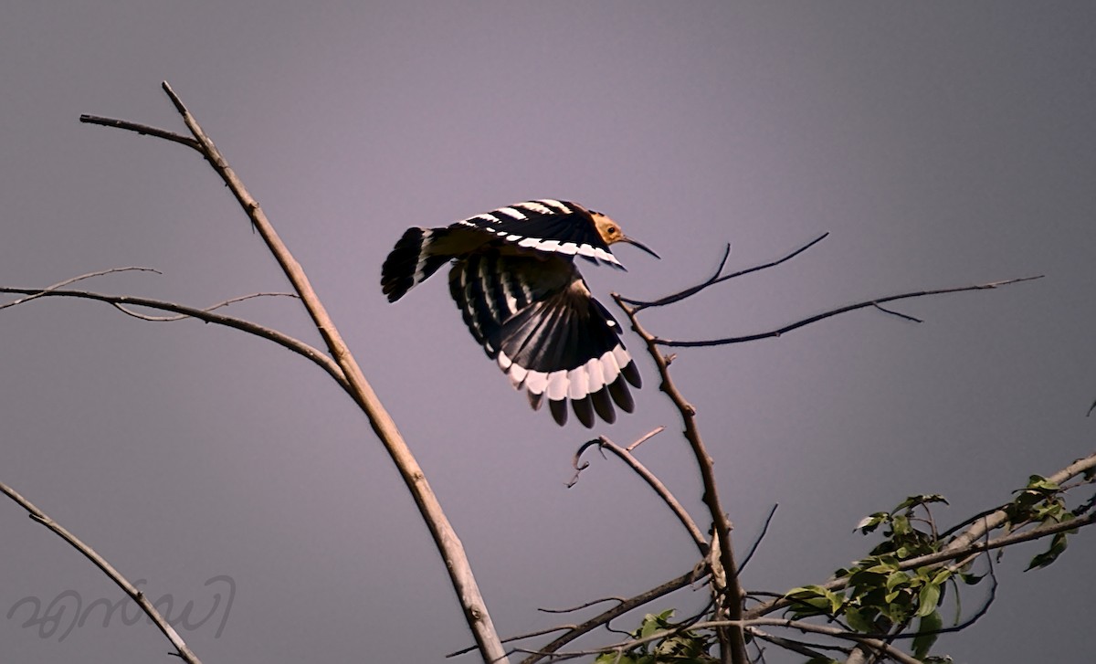 Eurasian Hoopoe - joseph ND