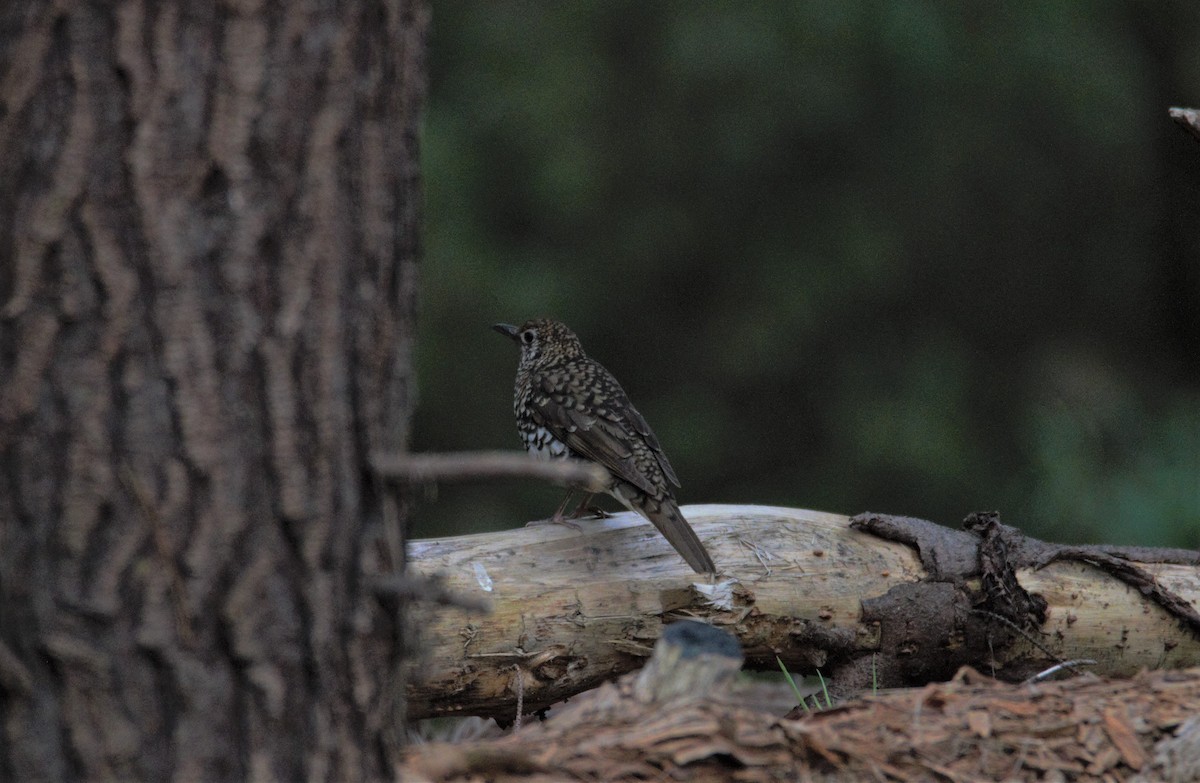 Bassian Thrush - ML134771441