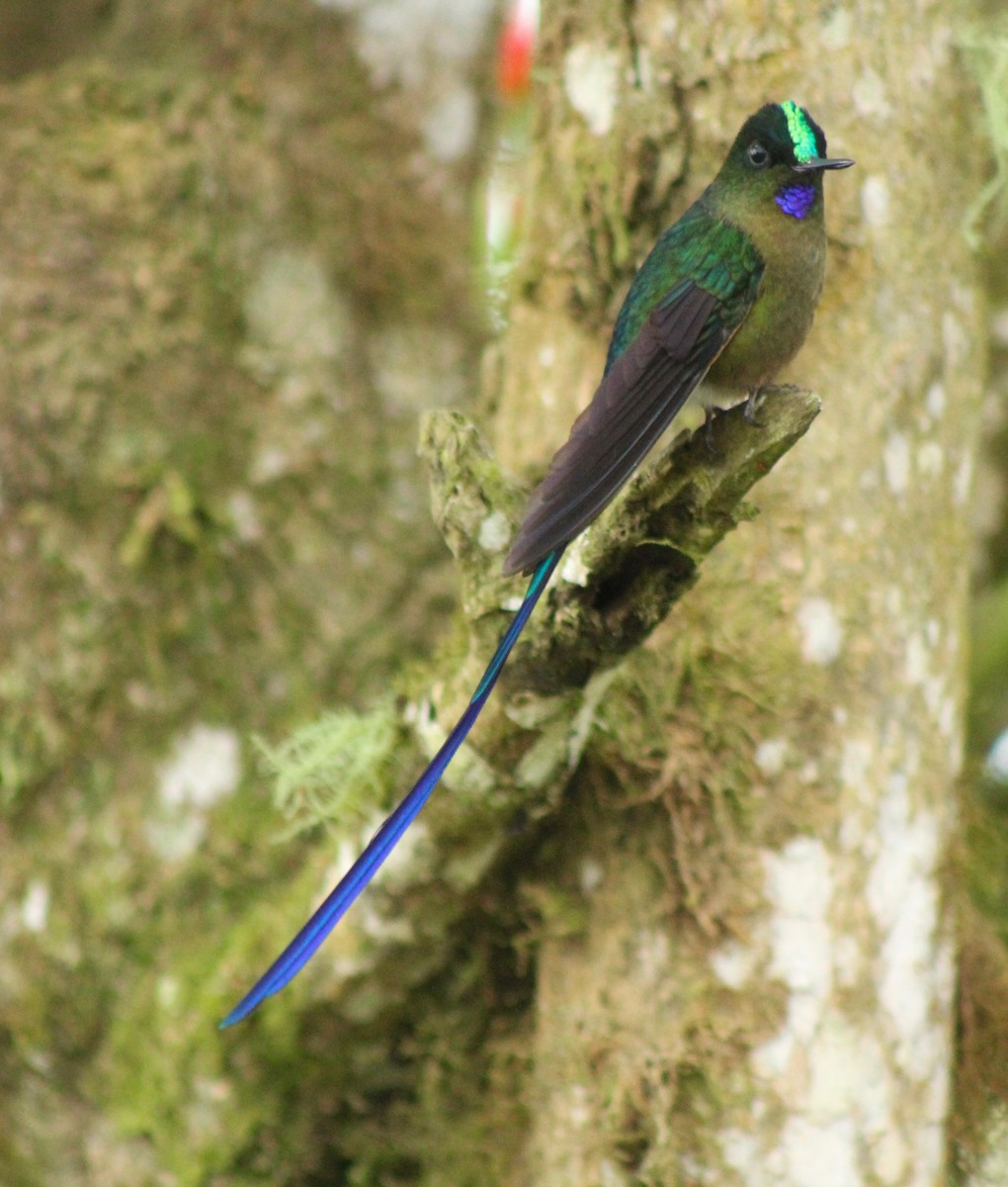 Violet-tailed Sylph - ML134777761