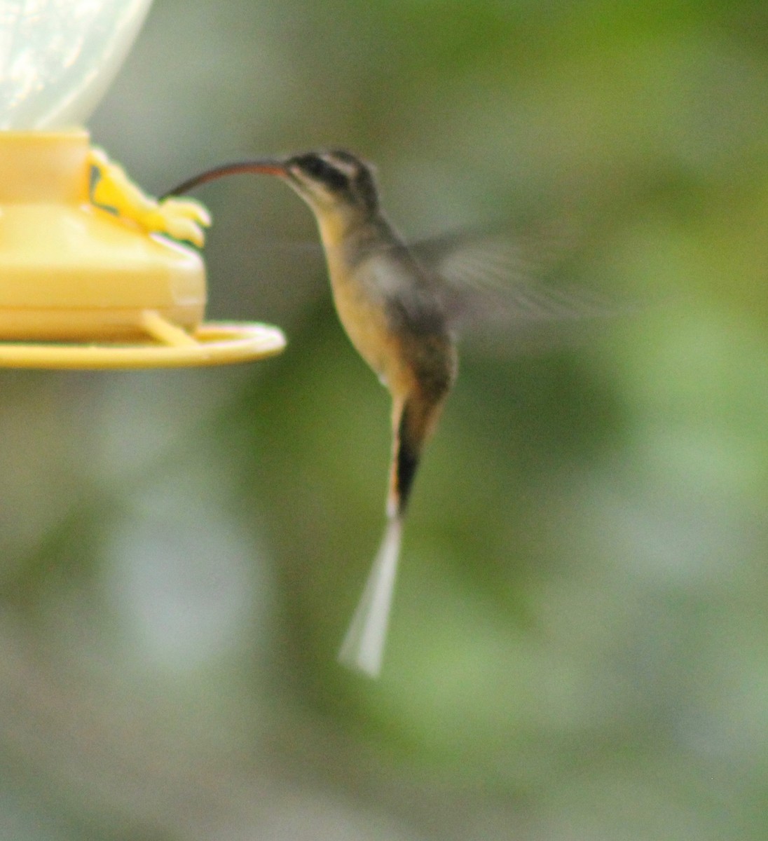 kolibřík dlouhoocasý - ML134777781