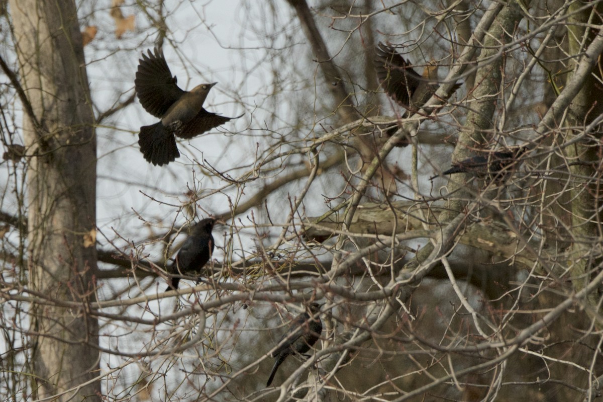 Rusty Blackbird - ML134777811