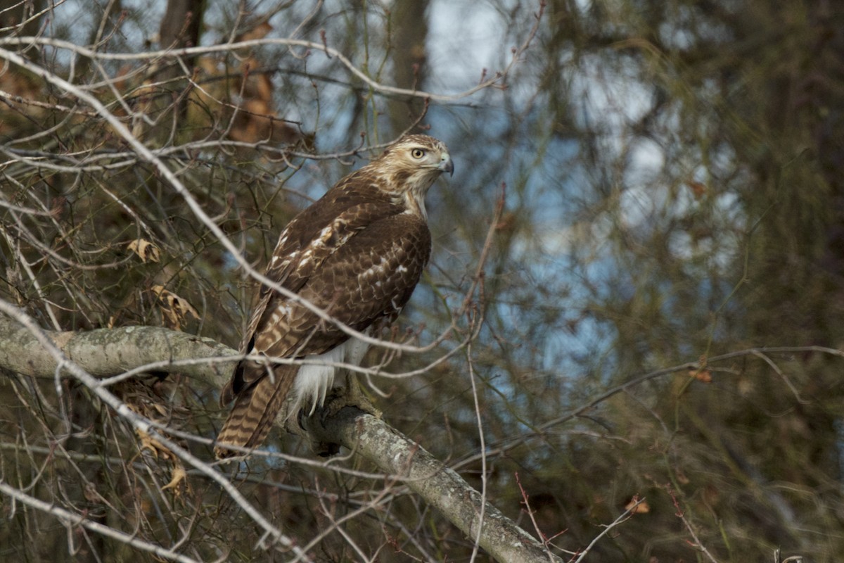Red-tailed Hawk (borealis) - ML134777901