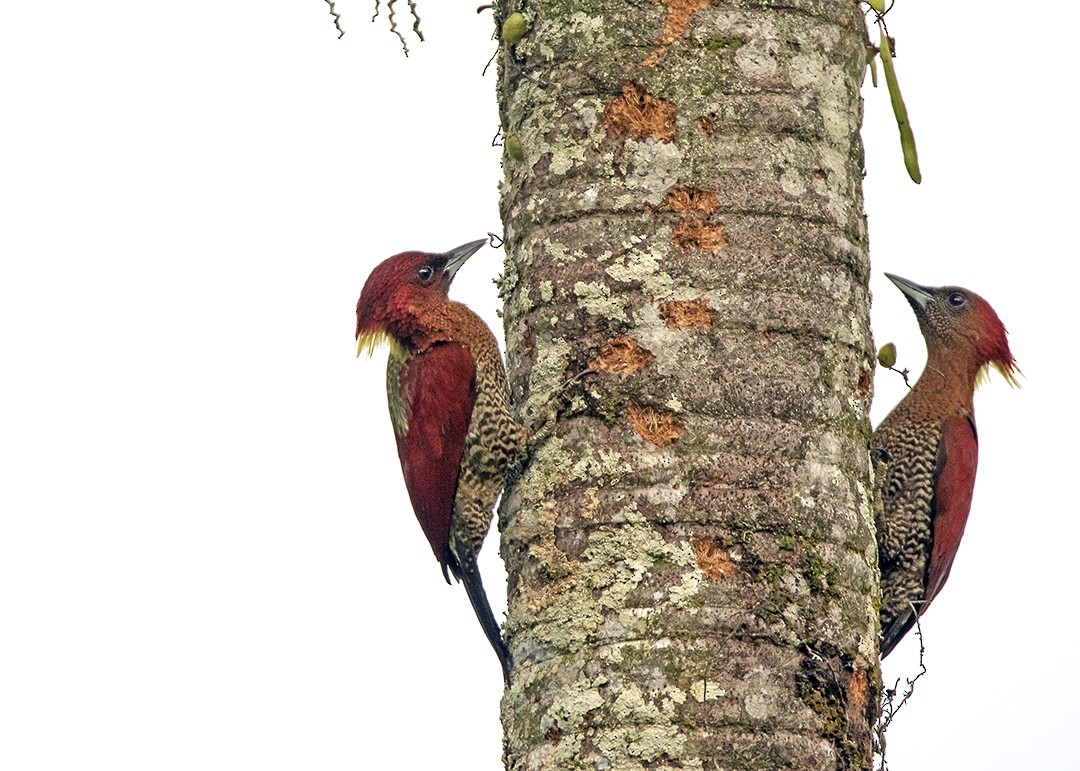 Banded Woodpecker - ML134778331