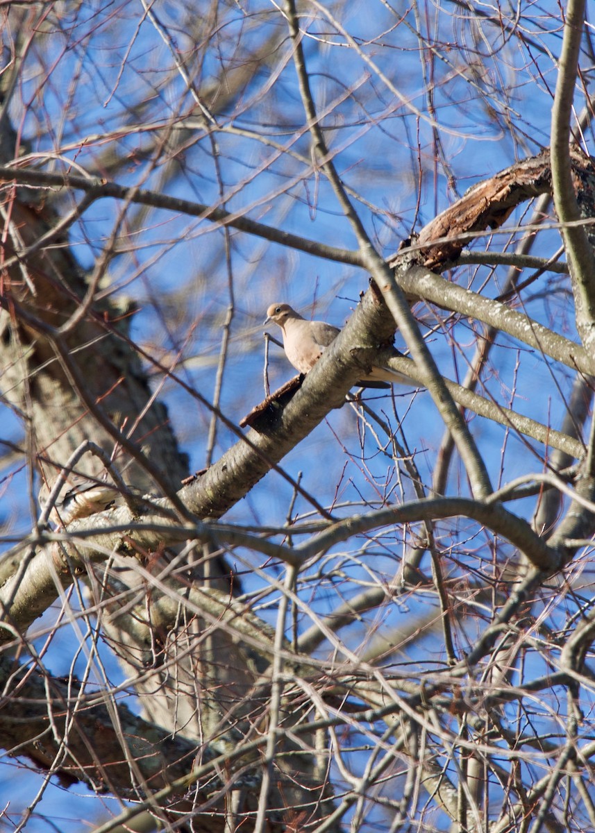 Mourning Dove - ML134778491