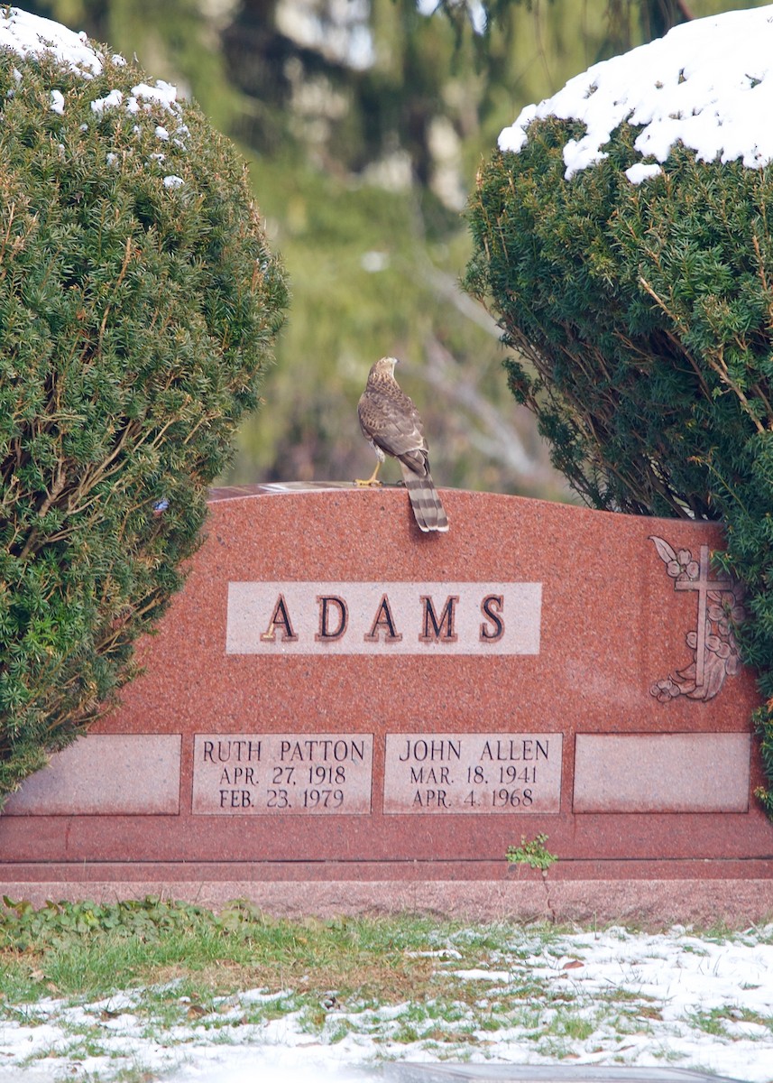 Cooper's Hawk - ML134778501