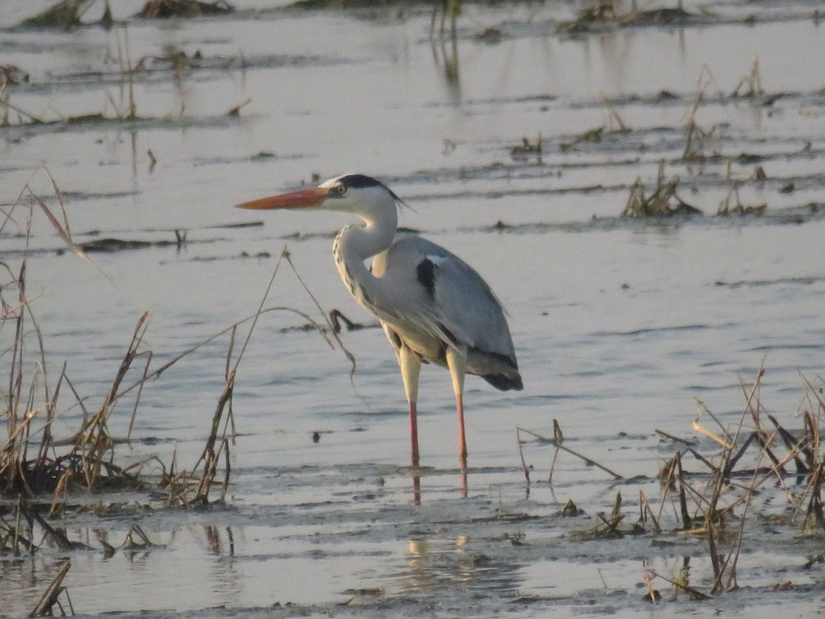 Gray Heron - ML134780111