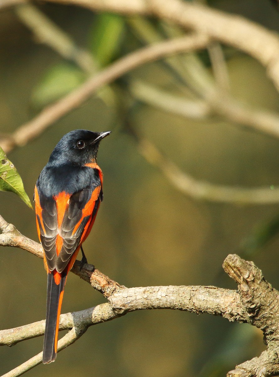 Long-tailed Minivet - Rohit Gupta