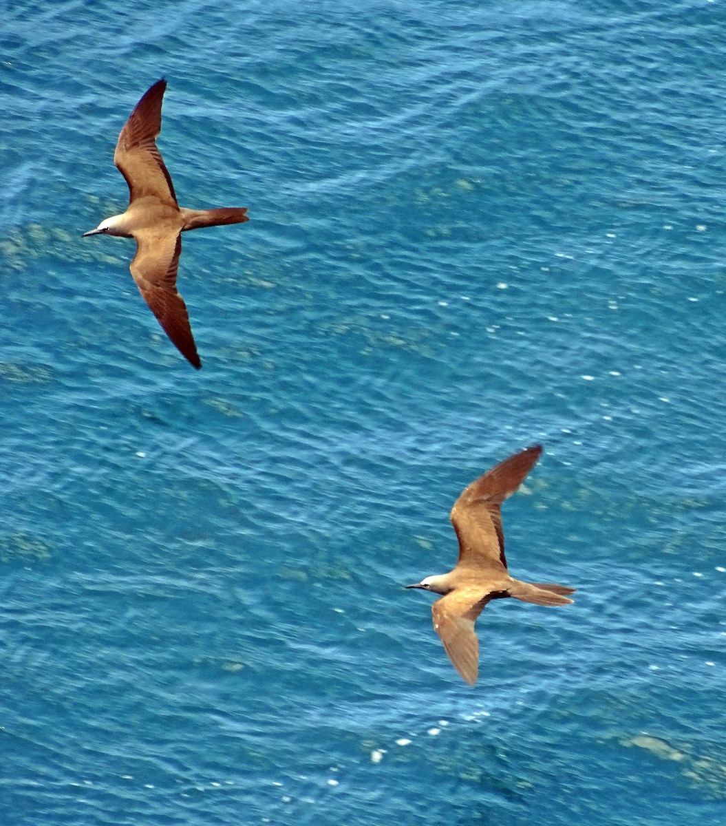 Brown Noddy - ML134781271