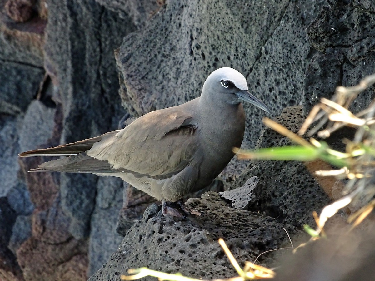 Brown Noddy - ML134781291