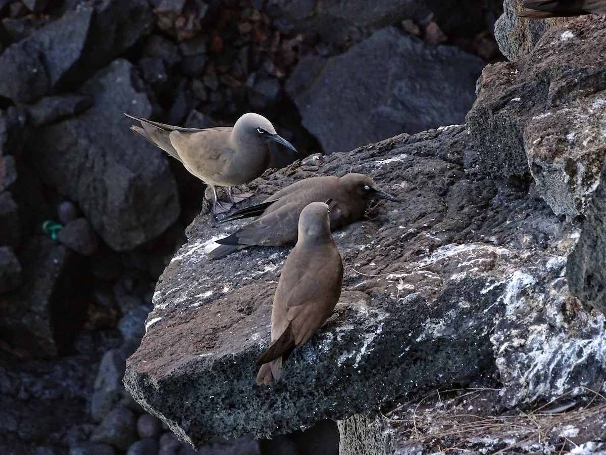 Brown Noddy - ML134781311