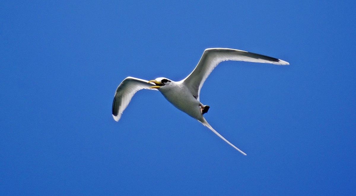 White-tailed Tropicbird - ML134781401