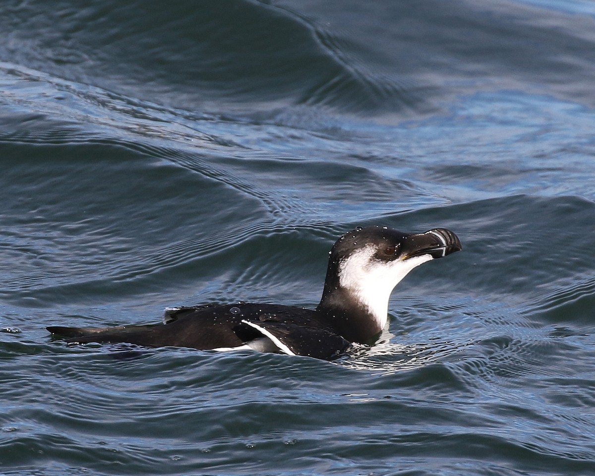 Razorbill - Linda Scrima