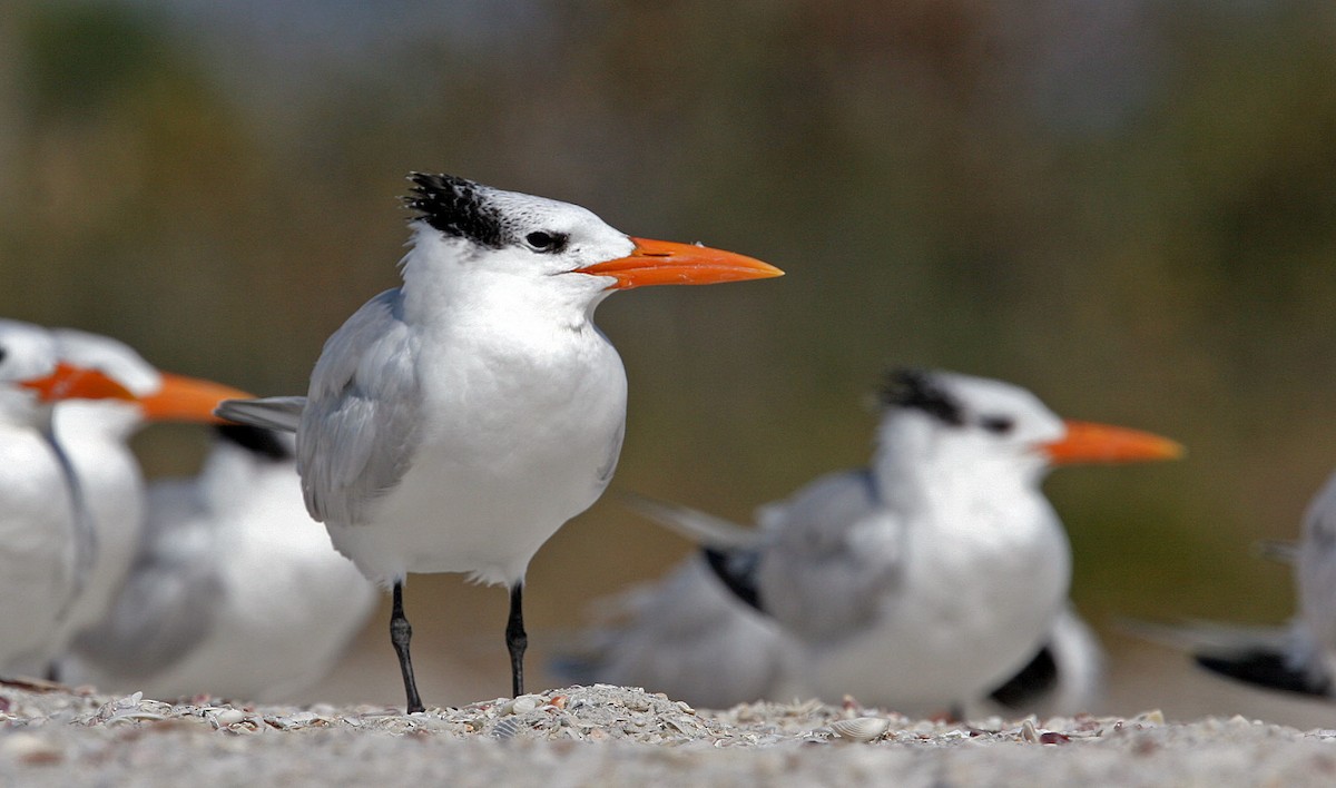 Royal Tern - ML134781691