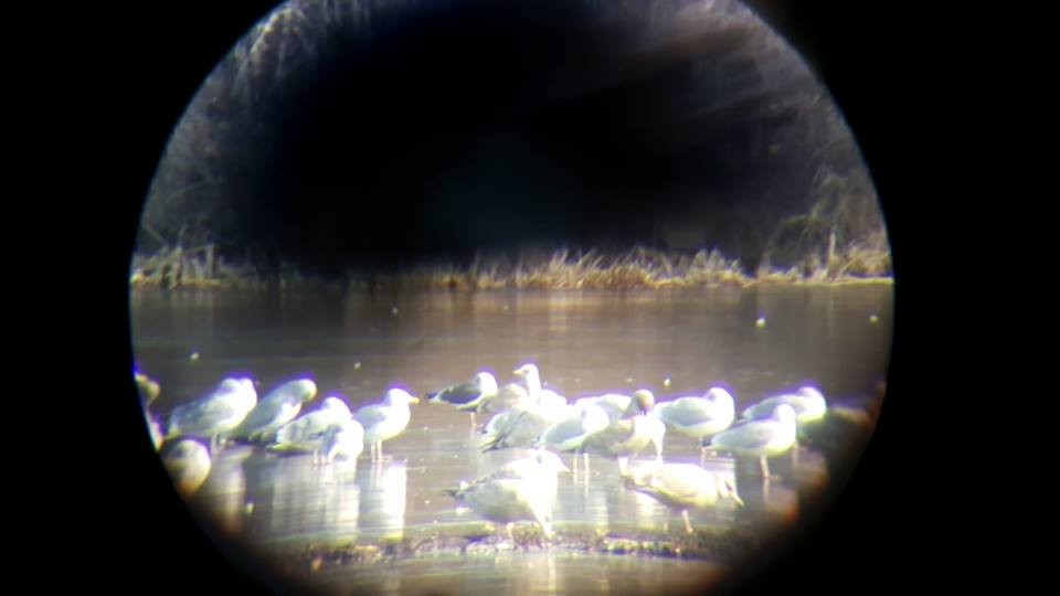 Lesser Black-backed Gull - Tim Brown