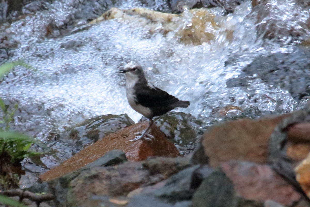 White-capped Dipper - Mark Scheuerman