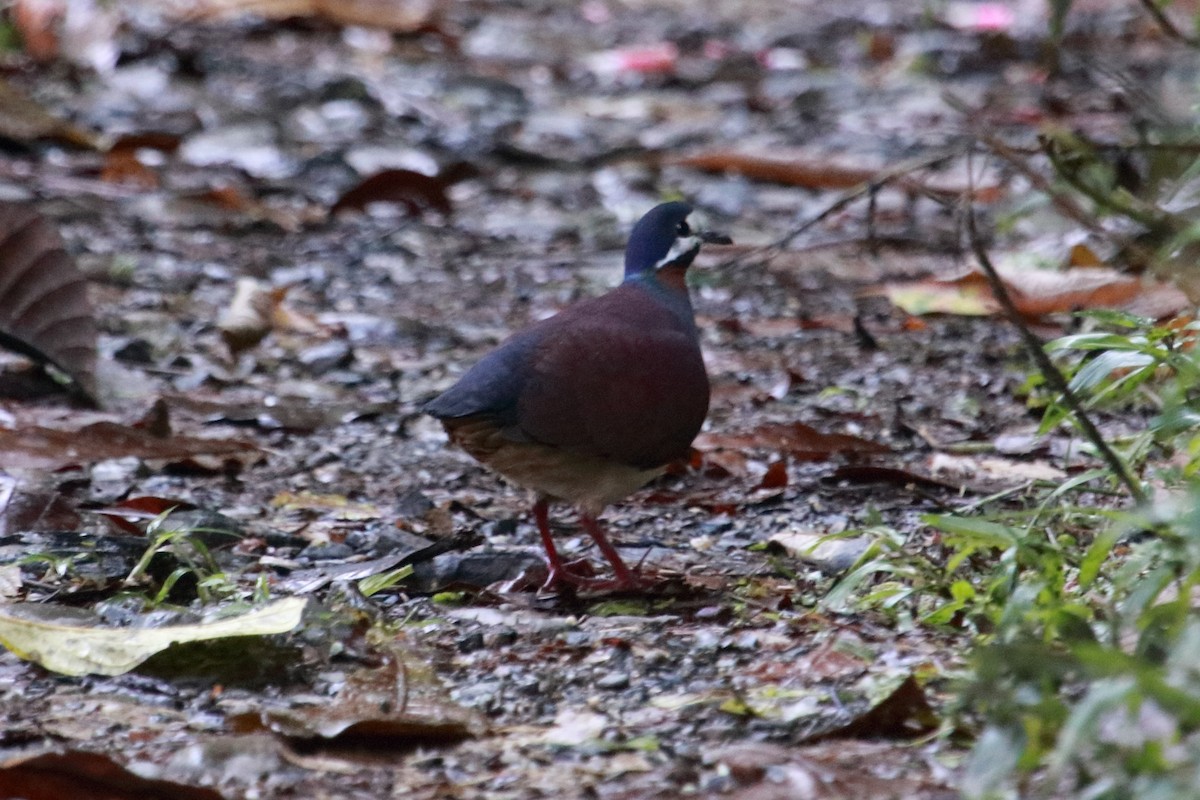 Purple Quail-Dove - Mark Scheuerman