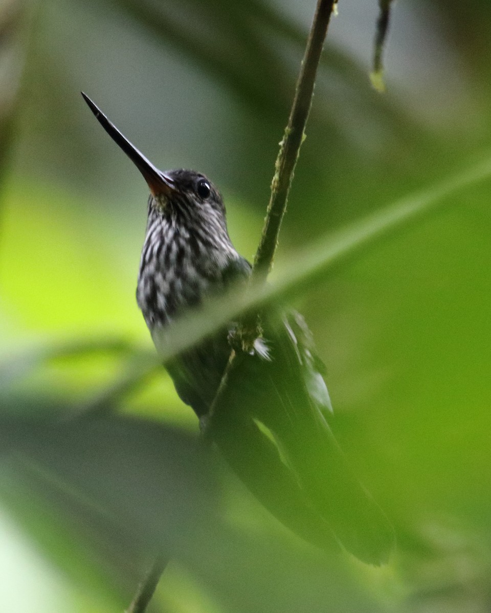 Tooth-billed Hummingbird - ML134784021