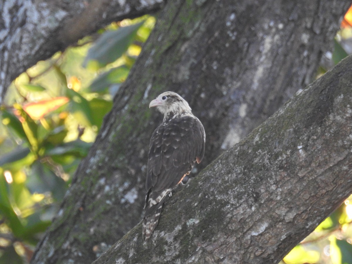 Yellow-headed Caracara - ML134784451