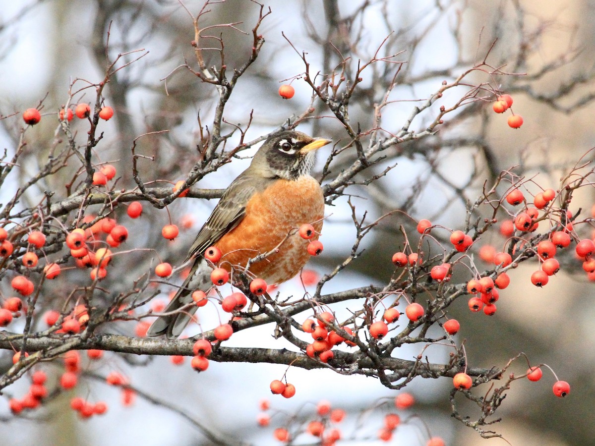 American Robin - ML134785541