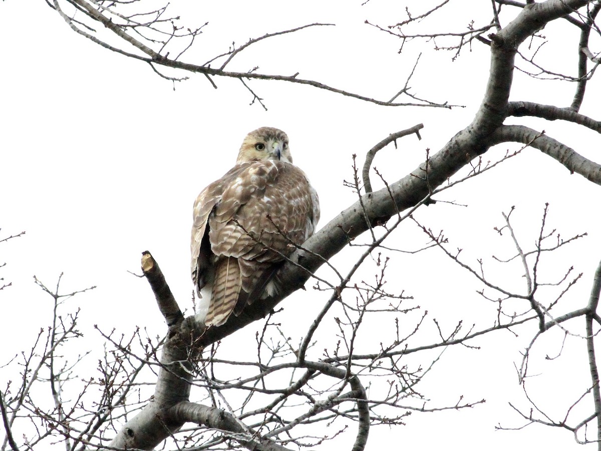 Red-tailed Hawk - ML134785631
