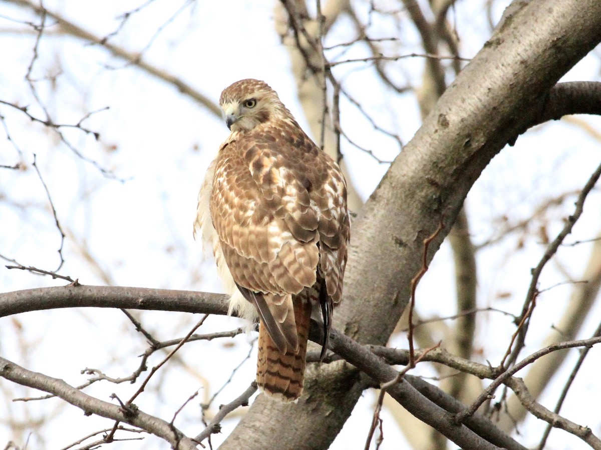 Red-tailed Hawk - ML134785641