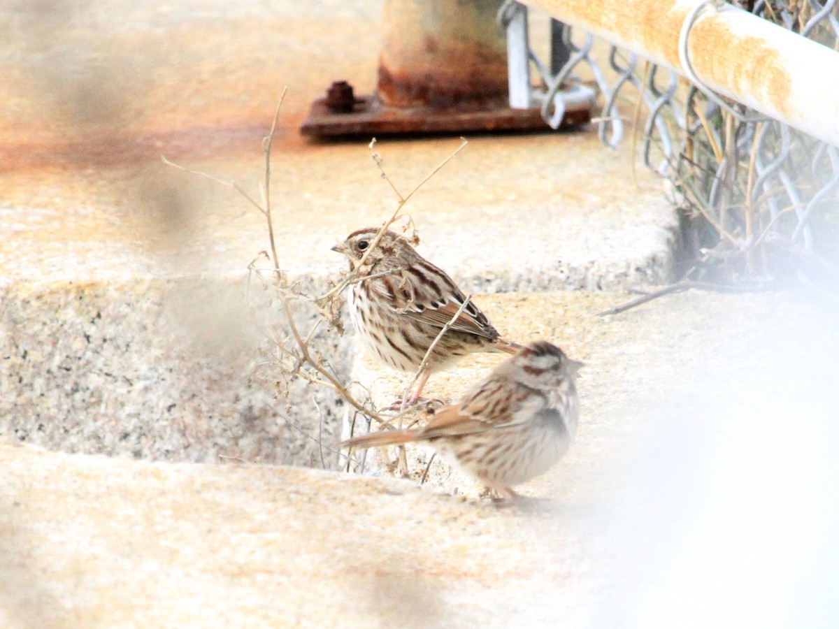 Song Sparrow - ML134786021