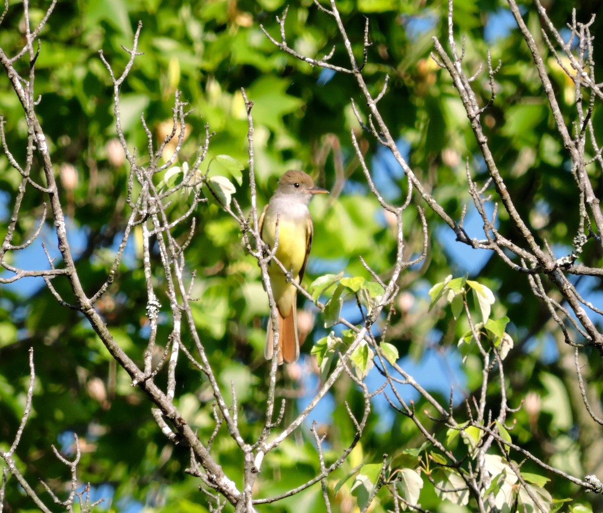 Great Crested Flycatcher - Walter Shook