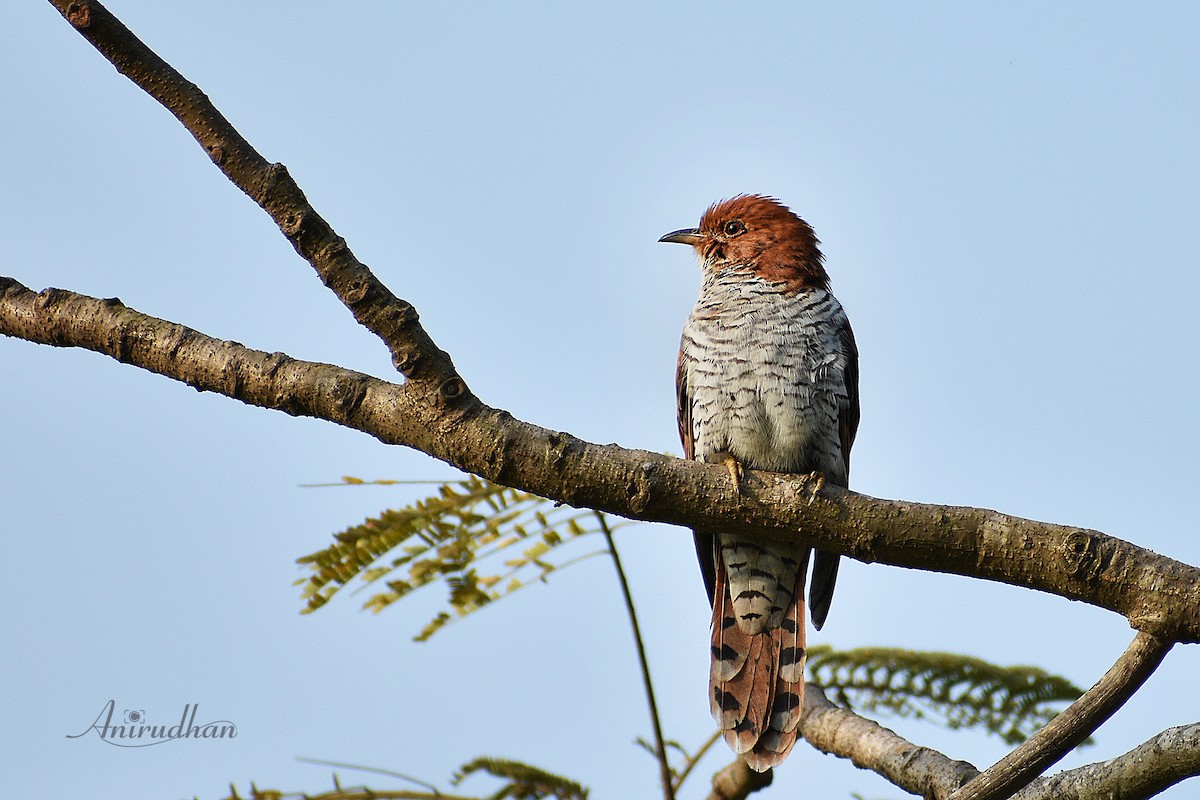 Gray-bellied Cuckoo - ML134791201