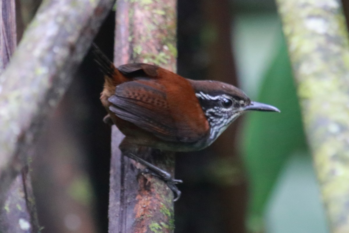 White-breasted Wood-Wren - ML134791841