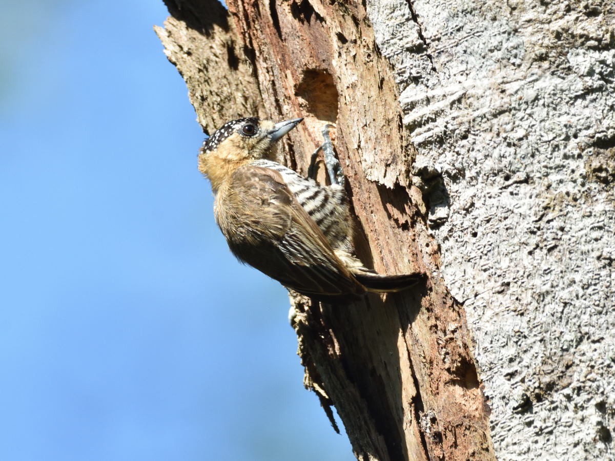 Ochre-collared Piculet - Victor Hugo Michelini