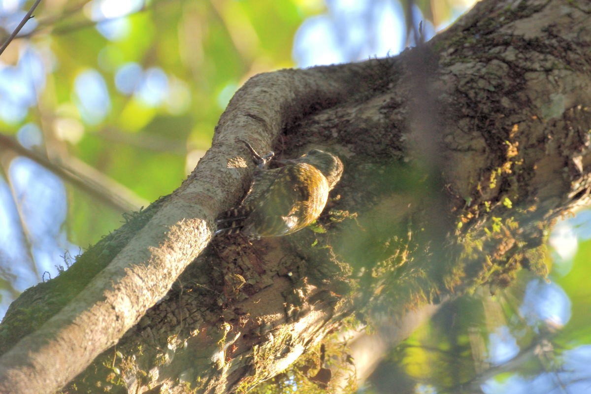 White-spotted Woodpecker - ML134792111