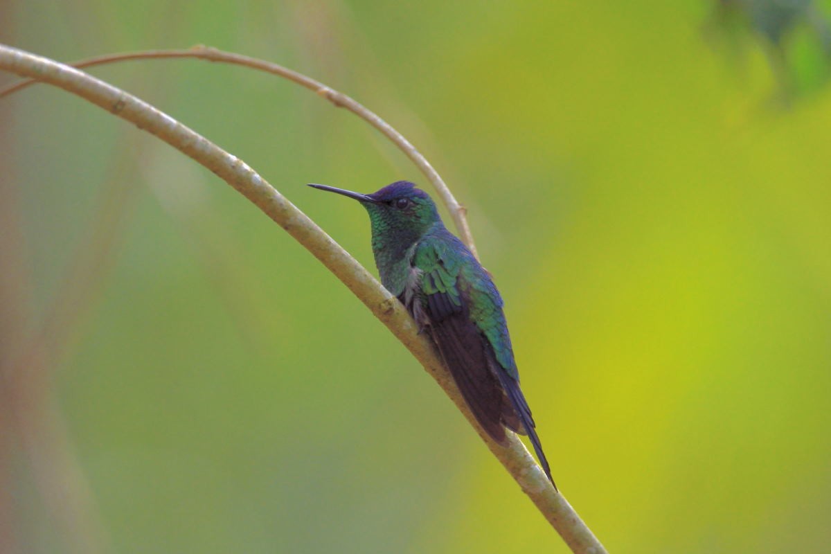 Violet-capped Woodnymph - ML134792591