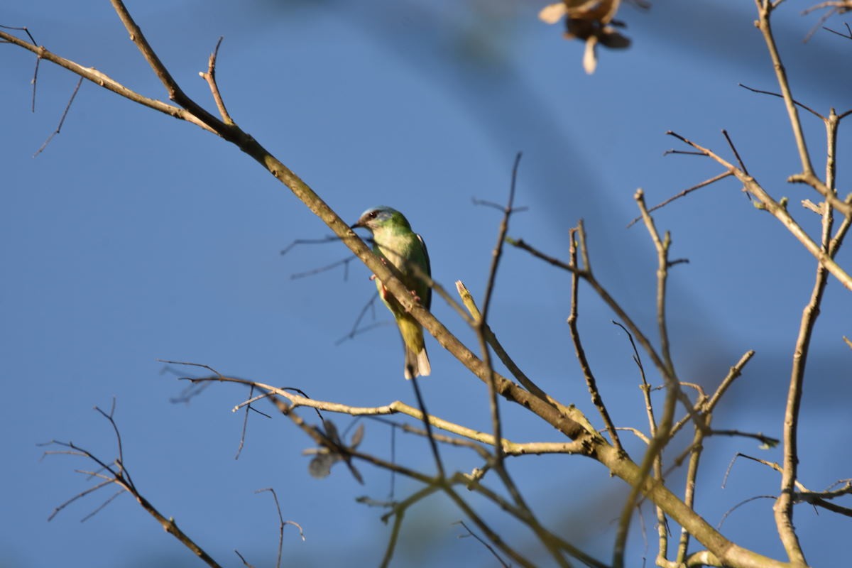 Blue Dacnis - ML134792701