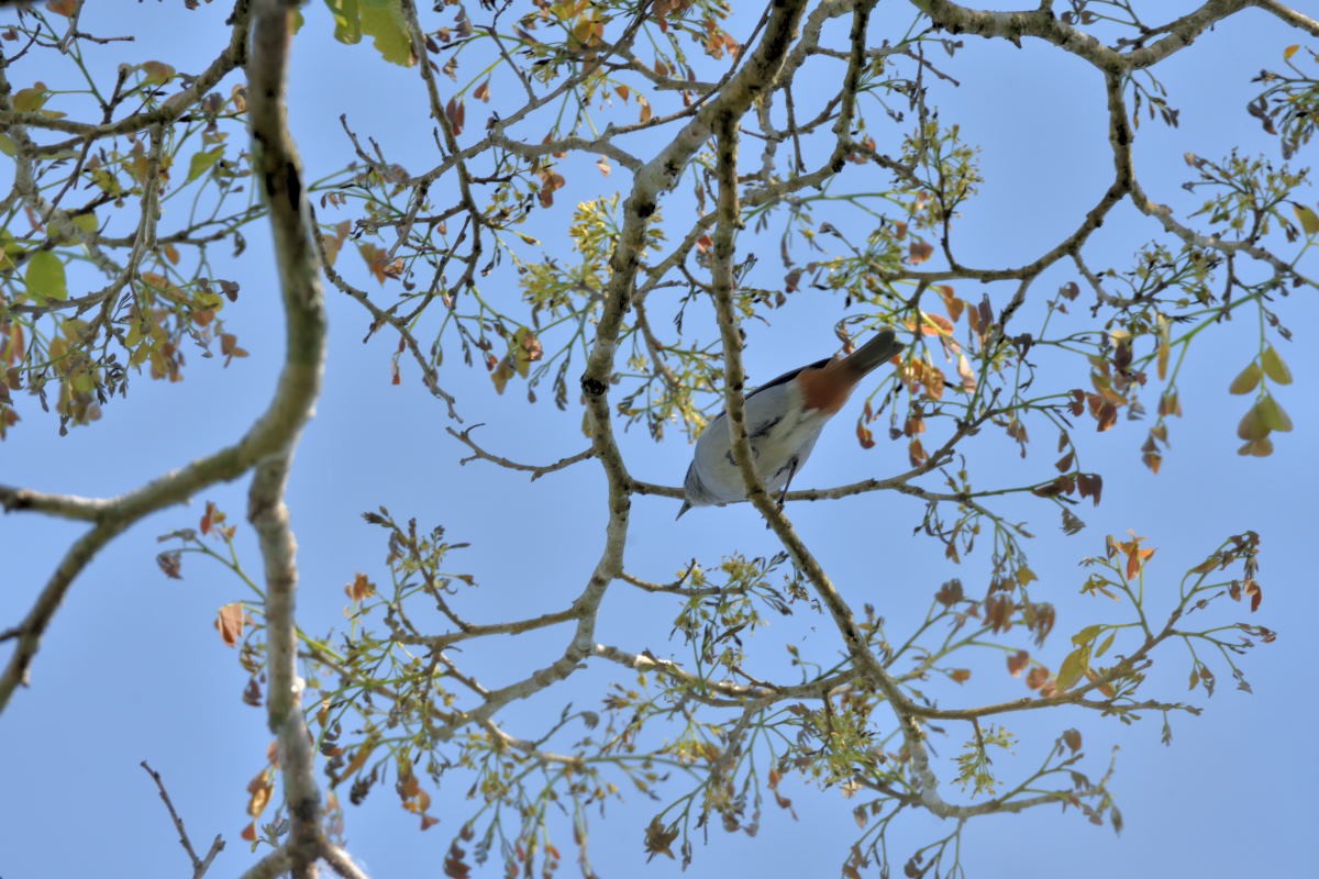 Chestnut-vented Conebill - Victor Hugo Michelini