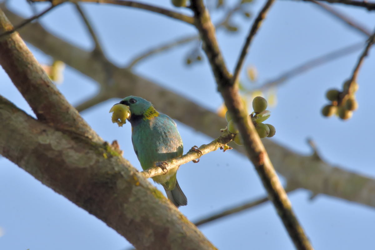 Green-headed Tanager - Victor Hugo Michelini