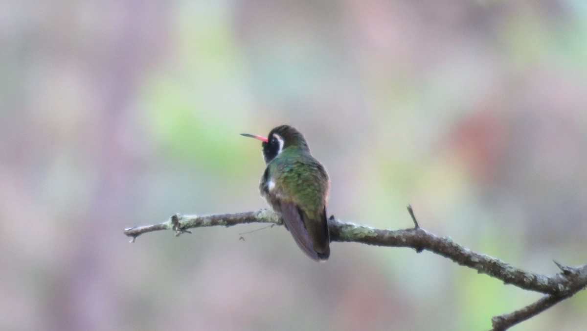 White-eared Hummingbird - ML134793101