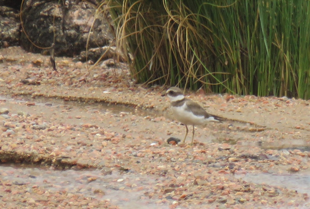 Semipalmated Plover - ML134793211