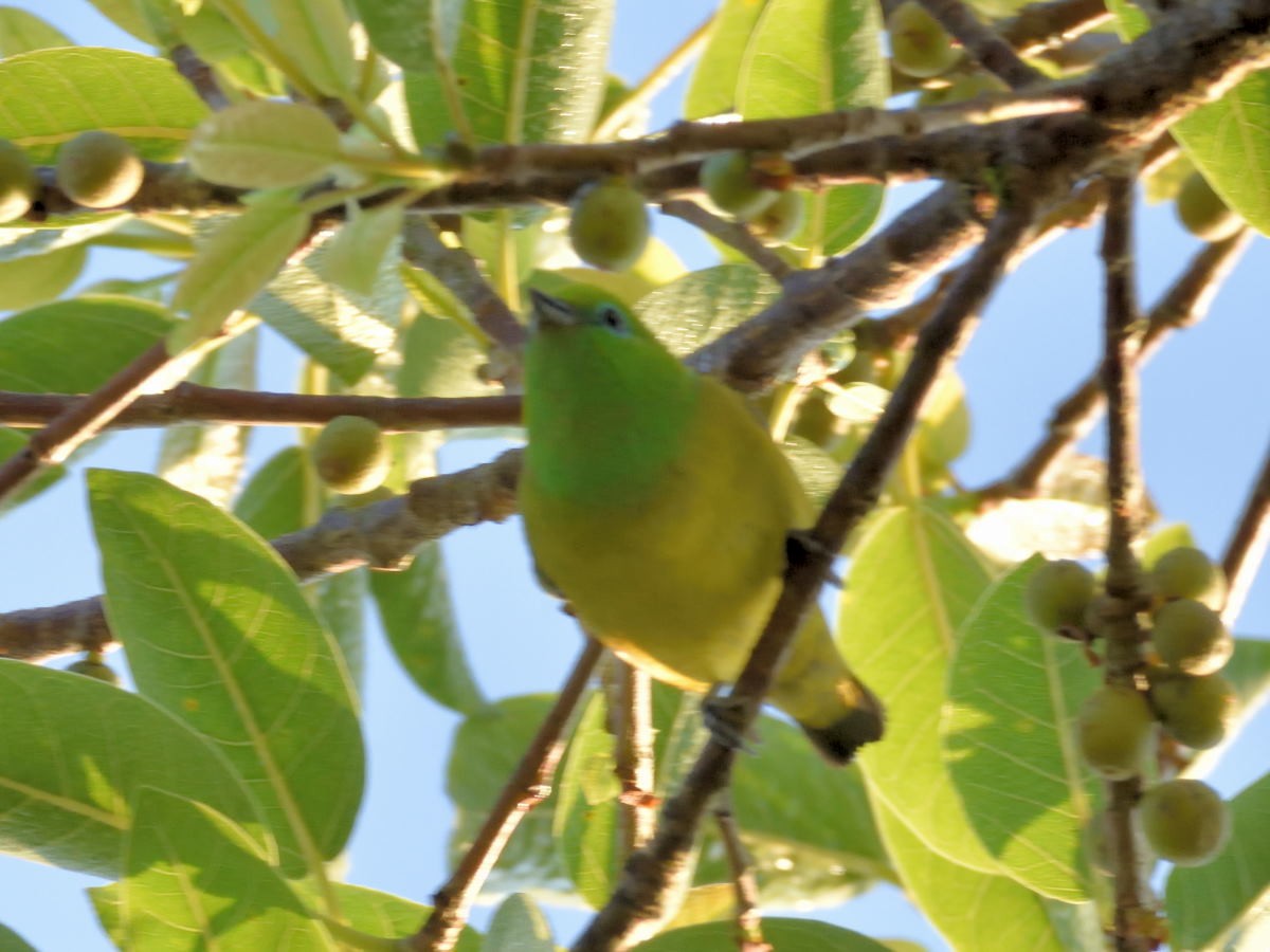 Blue-naped Chlorophonia - Victor Hugo Michelini