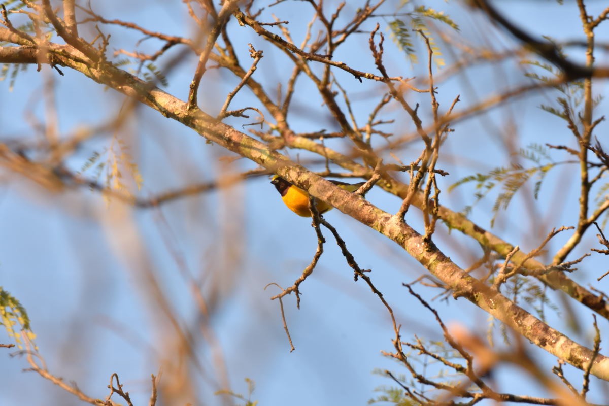 Purple-throated Euphonia - ML134793361