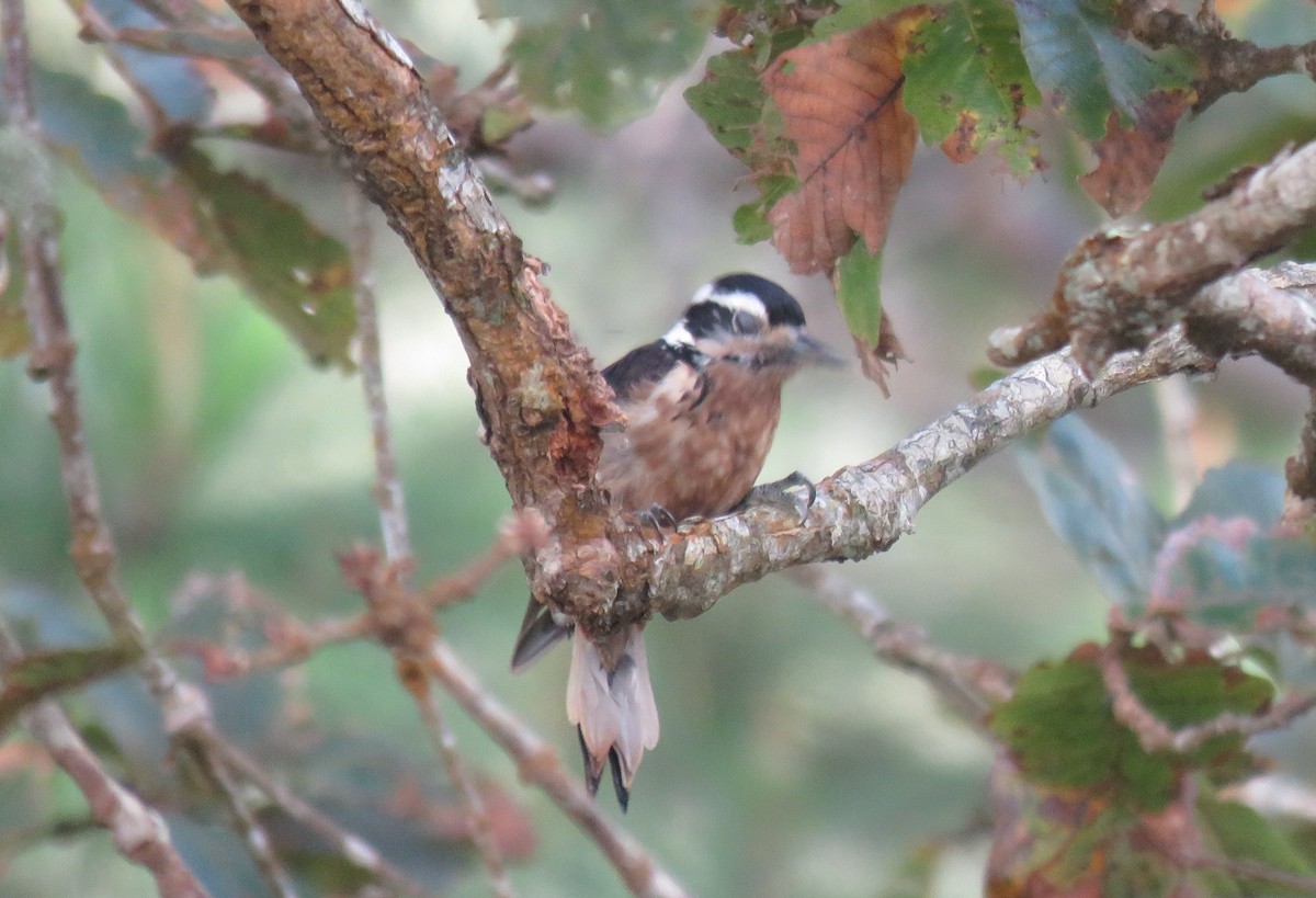 Hairy Woodpecker - ML134793471