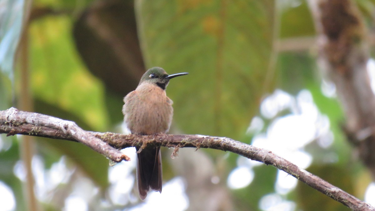 Fawn-breasted Brilliant - ML134794191