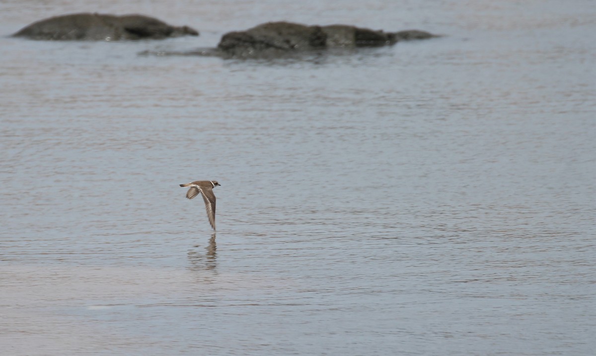 Semipalmated Plover - ML134794231