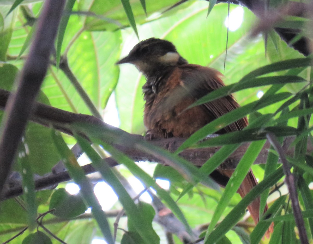 Pacific Tuftedcheek - ML134794381